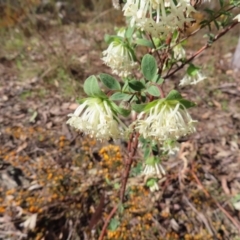 Pimelea linifolia subsp. linifolia at Carwoola, NSW - 2 Oct 2023 04:06 PM