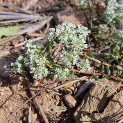 Poranthera microphylla (Small Poranthera) at Carwoola, NSW - 2 Oct 2023 by MatthewFrawley