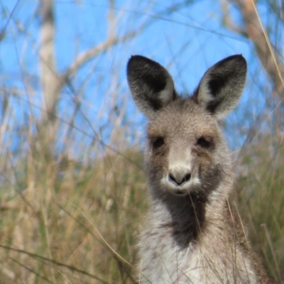 Macropus giganteus (Eastern Grey Kangaroo) at Cuumbeun Nature Reserve - 2 Oct 2023 by MatthewFrawley