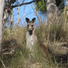 Macropus giganteus at Carwoola, NSW - 2 Oct 2023 04:11 PM