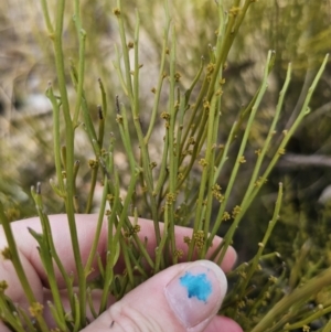 Omphacomeria acerba at Captains Flat, NSW - 3 Oct 2023