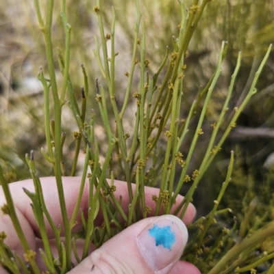 Omphacomeria acerba (Leafless Sour-bush) at QPRC LGA - 3 Oct 2023 by Csteele4