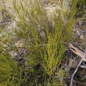 Omphacomeria acerba at Captains Flat, NSW - 3 Oct 2023 01:19 PM