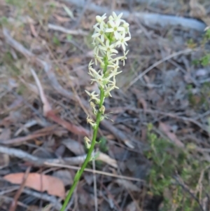 Stackhousia monogyna at Carwoola, NSW - 2 Oct 2023