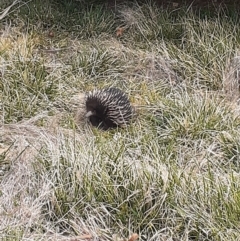 Tachyglossus aculeatus (Short-beaked Echidna) at Ainslie volcanic grassland - 2 Oct 2023 by annmhare