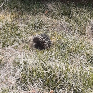 Tachyglossus aculeatus at Ainslie, ACT - 2 Oct 2023