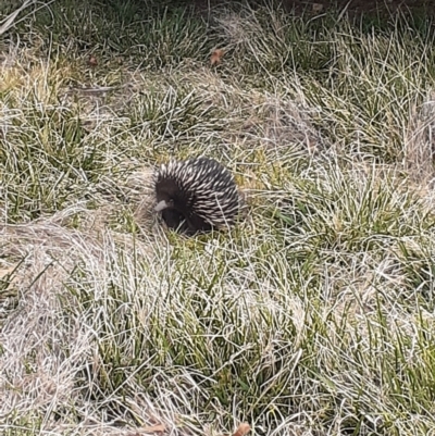 Tachyglossus aculeatus (Short-beaked Echidna) at Ainslie volcanic grassland - 2 Oct 2023 by annmhare