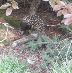 Tachyglossus aculeatus at Ainslie, ACT - 2 Oct 2023