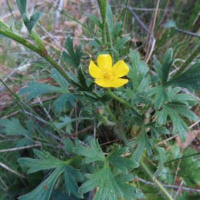 Ranunculus lappaceus (Australian Buttercup) at Cuumbeun Nature Reserve - 2 Oct 2023 by MatthewFrawley