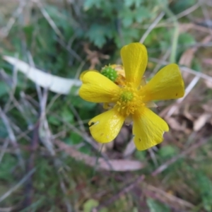 Ranunculus lappaceus at Carwoola, NSW - 2 Oct 2023