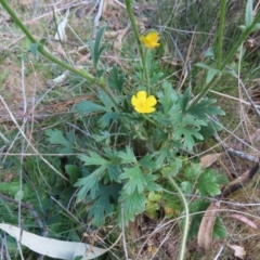 Ranunculus lappaceus at Carwoola, NSW - 2 Oct 2023 04:19 PM