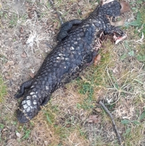 Tiliqua rugosa at Ainslie, ACT - 4 Oct 2023