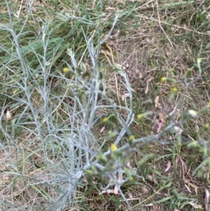 Senecio quadridentatus at Cook, ACT - 3 Oct 2023