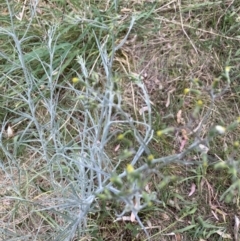 Senecio quadridentatus (Cotton Fireweed) at Cook, ACT - 3 Oct 2023 by lyndallh