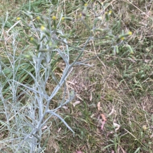 Senecio quadridentatus at Cook, ACT - 3 Oct 2023