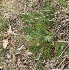 Acaena echinata (Sheeps Burr) at Cook, ACT - 3 Oct 2023 by lyndallh