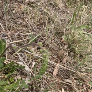 Acaena echinata at Cook, ACT - 3 Oct 2023 12:55 PM