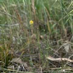 Calotis lappulacea (Yellow Burr Daisy) at Cook, ACT - 3 Oct 2023 by lyndallh