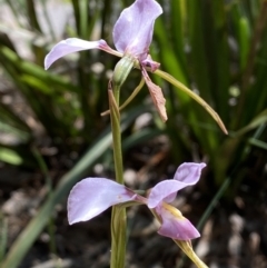 Diuris punctata (Purple Donkey Orchid) at Ulladulla, NSW - 29 Oct 2022 by SteveBorkowskis