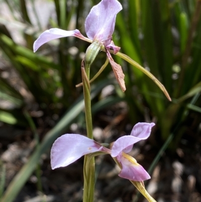 Diuris punctata var. punctata (Purple Donkey Orchid) at Ulladulla, NSW - 29 Oct 2022 by Steve_Bok