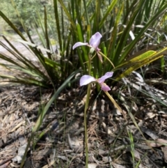 Diuris punctata at suppressed - suppressed