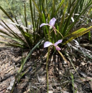 Diuris punctata at suppressed - suppressed