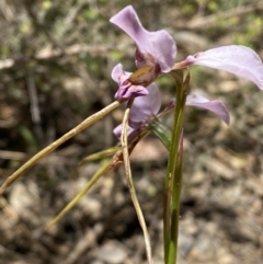 Diuris punctata at suppressed - suppressed