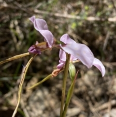 Diuris punctata at suppressed - suppressed