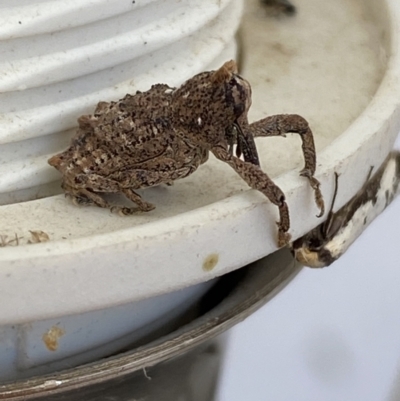 Orthorhinus cylindrirostris (Elephant Weevil) at Jerrabomberra, NSW - 2 Oct 2023 by Steve_Bok