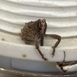 Orthorhinus cylindrirostris at Jerrabomberra, NSW - suppressed