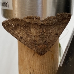Eudesmeola lawsoni (Lawson's Night Moth) at Jerrabomberra, NSW - 3 Oct 2023 by SteveBorkowskis