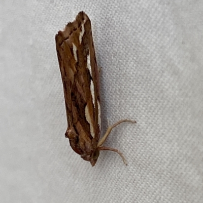 Meyrickella torquesauria (An Eribid Moth) at QPRC LGA - 2 Oct 2023 by Steve_Bok
