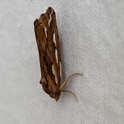 Meyrickella torquesauria (An Eribid Moth) at Jerrabomberra, NSW - 3 Oct 2023 by SteveBorkowskis