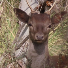 Dama dama (Fallow Deer) at Cuumbeun Nature Reserve - 2 Oct 2023 by MatthewFrawley