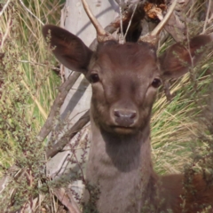 Dama dama (Fallow Deer) at QPRC LGA - 2 Oct 2023 by MatthewFrawley