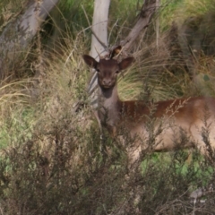 Dama dama at Carwoola, NSW - 2 Oct 2023