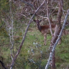 Dama dama at Carwoola, NSW - 2 Oct 2023