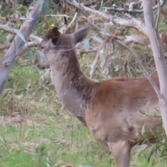 Dama dama at Carwoola, NSW - 2 Oct 2023