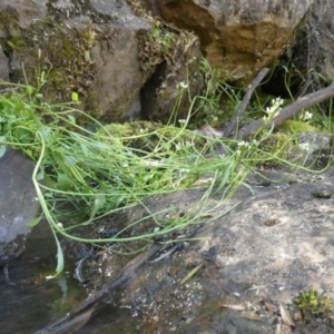 Cardamine papillata at suppressed - suppressed