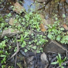 Cardamine papillata at suppressed - suppressed