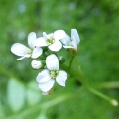 Cardamine papillata at suppressed - suppressed