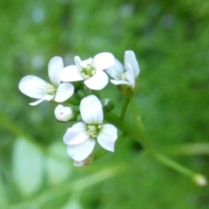 Cardamine papillata at suppressed - suppressed