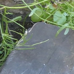 Cardamine papillata at suppressed - 1 Oct 2023