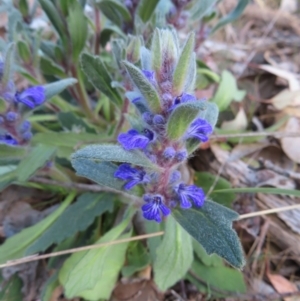 Ajuga australis at Carwoola, NSW - 2 Oct 2023 04:22 PM