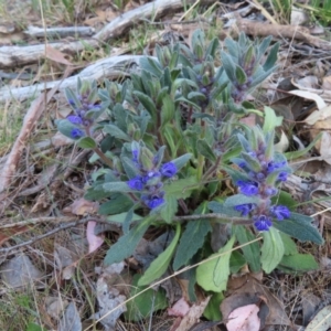 Ajuga australis at Carwoola, NSW - 2 Oct 2023