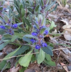 Ajuga australis at Carwoola, NSW - 2 Oct 2023 04:22 PM