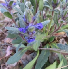 Ajuga australis at Carwoola, NSW - 2 Oct 2023