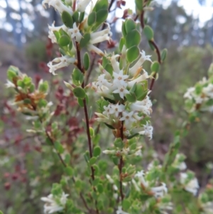 Brachyloma daphnoides at Carwoola, NSW - 2 Oct 2023