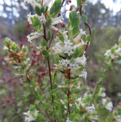 Brachyloma daphnoides (Daphne Heath) at Cuumbeun Nature Reserve - 2 Oct 2023 by MatthewFrawley