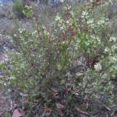 Brachyloma daphnoides at Carwoola, NSW - 2 Oct 2023 04:23 PM